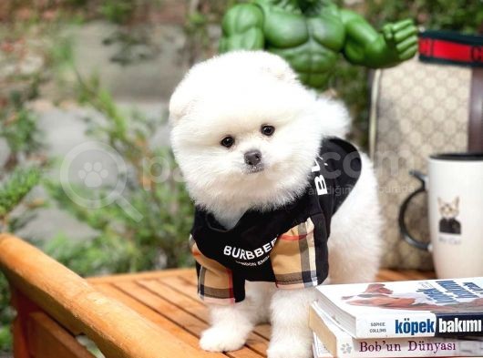 Ayı Surat Pomeranian Boo Yavrularımız görsel