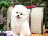 Ayı Surat Pomeranian Boo Yavrularımız