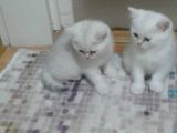 Bir Dişi Bir Erkek Beyaz British Shorthair Yavrular