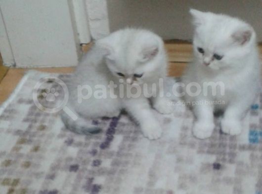 Bir Dişi Bir Erkek Beyaz British Shorthair Yavrular