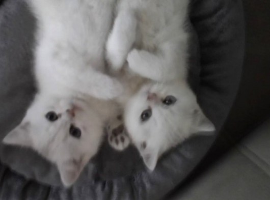 Bir Dişi Bir Erkek Beyaz British Shorthair Yavrular görsel