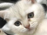 Bir Dişi Bir Erkek Beyaz British Shorthair Yavrular