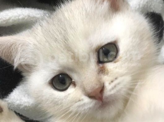 Bir Dişi Bir Erkek Beyaz British Shorthair Yavrular görsel