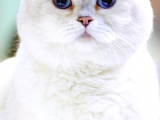 White British Shorthair Blue Eyes