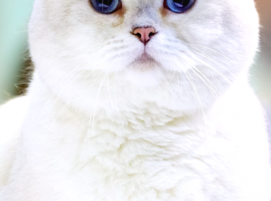 White British Shorthair Blue Eyes