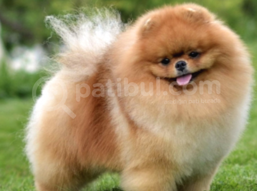 İrk Ve Saglik Garantili Pomeranian Yavrularimiz