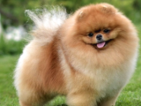 Safkan Pomeranian Yavrularimiz