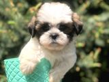 Triecolor Xsmall Morkie
