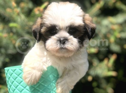 Triecolor Xsmall Morkie