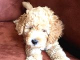 Safkan Toypoodle