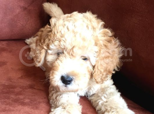 Safkan Toypoodle görsel