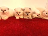 Scotti̇sh Fold Kedi̇ Yavrulari
