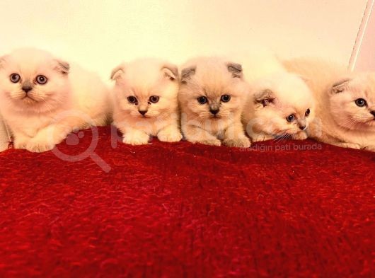 Scotti̇sh Fold Kedi̇ Yavrulari