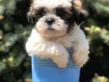 Triecolor Xsmall Morkie