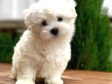 Maltese Terrier Yavrularımız
