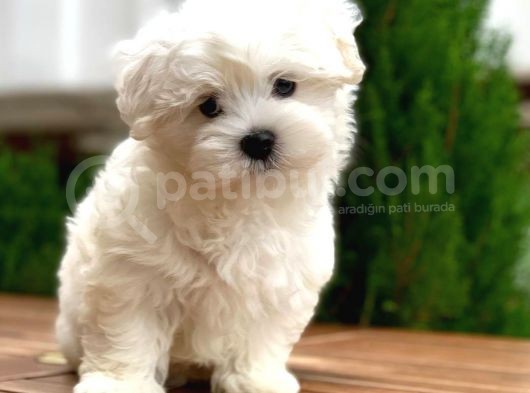 Maltese Terrier Yavrularımız görsel