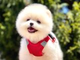 Safkan Pomeranian Boo Yavrularımız