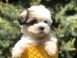 Xsmall Size Dizayn Irk Morkie Yavrularımız