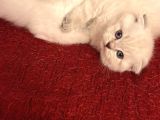 Scotti̇sh Fold Kedi̇ Yavrulari