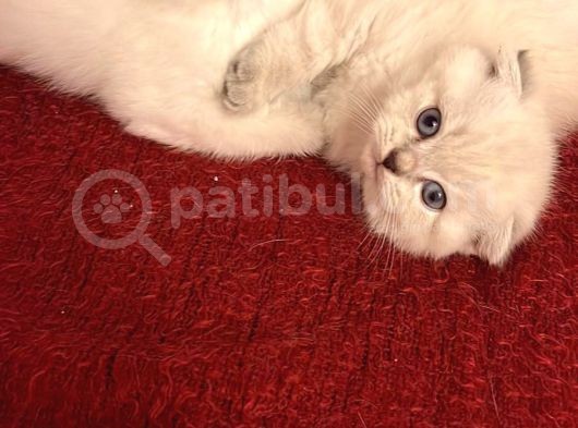 Scotti̇sh Fold Kedi̇ Yavrulari görsel