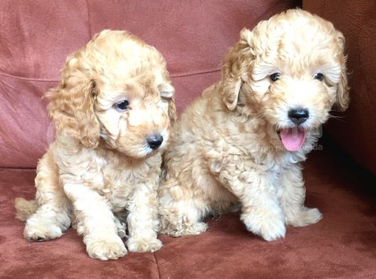 Safkan Toypoodle görsel