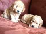 Safkan Toypoodle