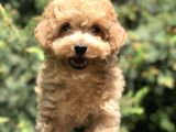 Tedyface Toy Poodle yavrumuz