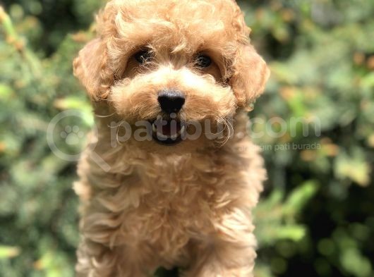 Tedyface Toy Poodle Yavrumuz