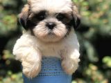 Triecolor Xsmall Morkie