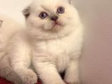 Scotti̇sh Fold Kedi̇ Yavrulari