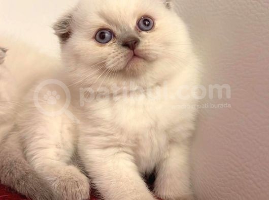 Scotti̇sh Fold Kedi̇ Yavrulari görsel