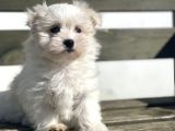 Show Kalite Maltese Terier Bebekler