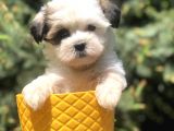 Xsmall Size Dizayn Irk Morkie Yavrularımız