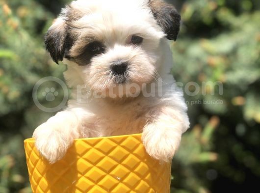 Xsmall Size Dizayn Irk Morkie Yavrularımız
