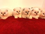 Scotti̇sh Fold Kedi̇ Yavrulari