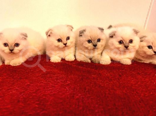 Scotti̇sh Fold Kedi̇ Yavrulari görsel