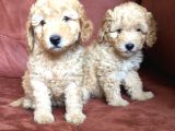 Safkan Toypoodle