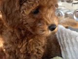 2 Aylik Erkek Toy Poodle