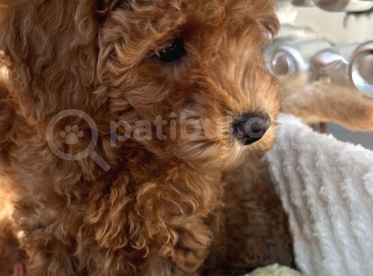 2 Aylik Erkek Toy Poodle görsel