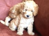 Safkan Toypoodle