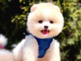 Safkan Pomeranian Boo Yavrularımız