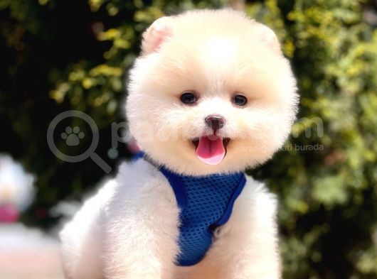 Safkan Pomeranian Boo Yavrularımız