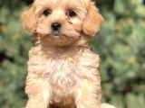 Dizayn Irk Maltıpoo Yavrularımız