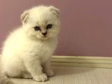 Scotti̇sh Fold Kedi̇ Yavrulari