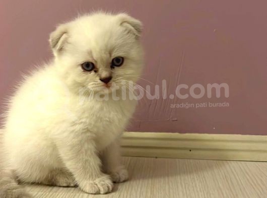 Scotti̇sh Fold Kedi̇ Yavrulari görsel