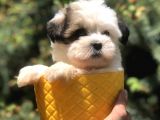 Xsmall Size Dizayn Irk Morkie Yavrularımız