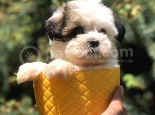 Xsmall Size Dizayn Irk Morkie Yavrularımız görsel