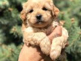 Orjinal Maltıpoo Güzelliği