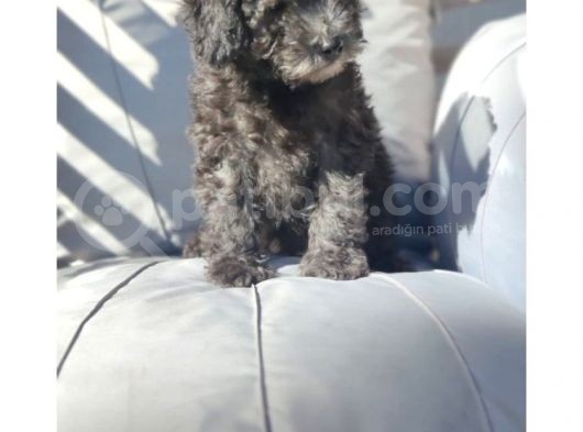 Safkan Toypoodle görsel