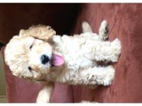 Safkan Toypoodle